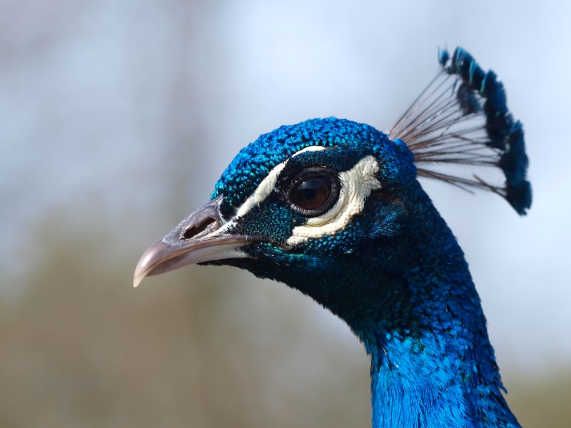 Close-up of a peacock