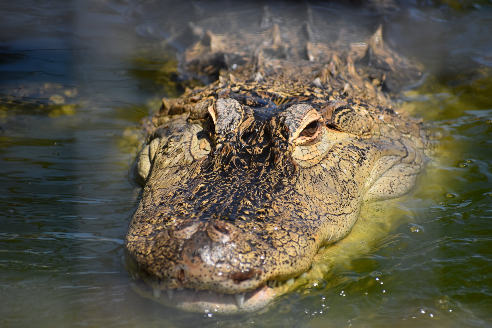 Close-up of American Alligator