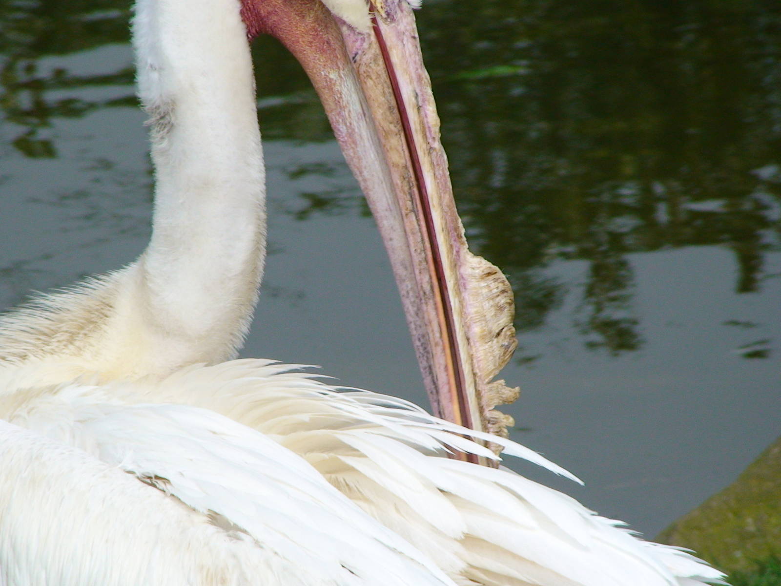 Close-up of American White Pelican's Bill