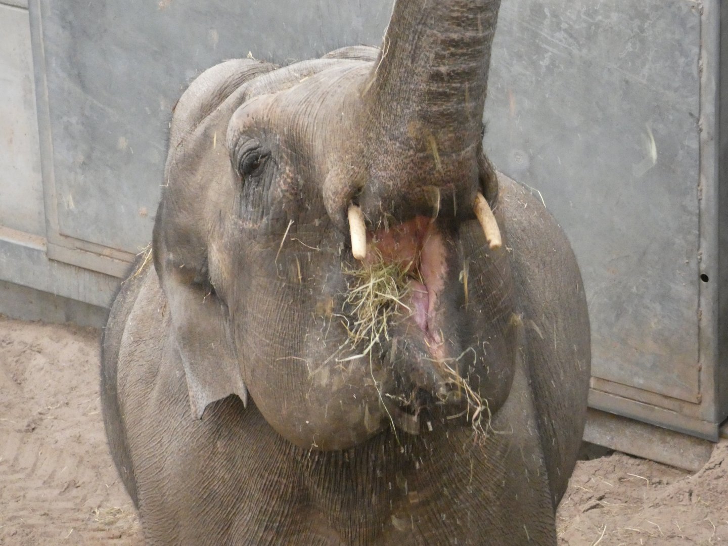 Close-up of Asian elephant female eating