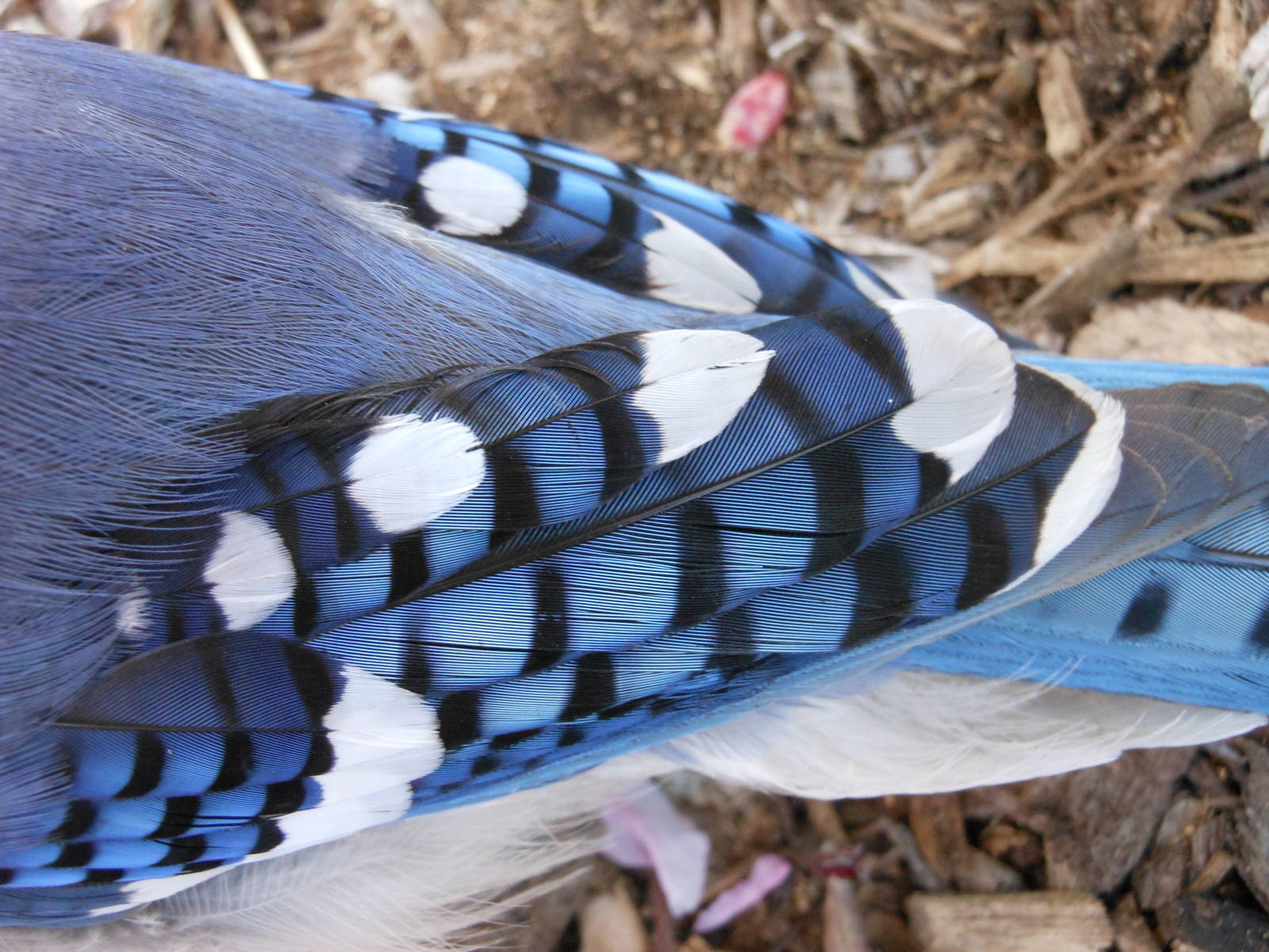 Close-up of Blue Jay Feathers