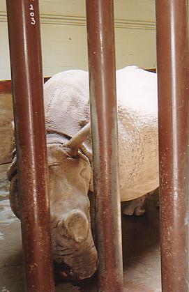 Close up of breeding female Indian rhino @ Toronto zoo Canada (off exhibit)