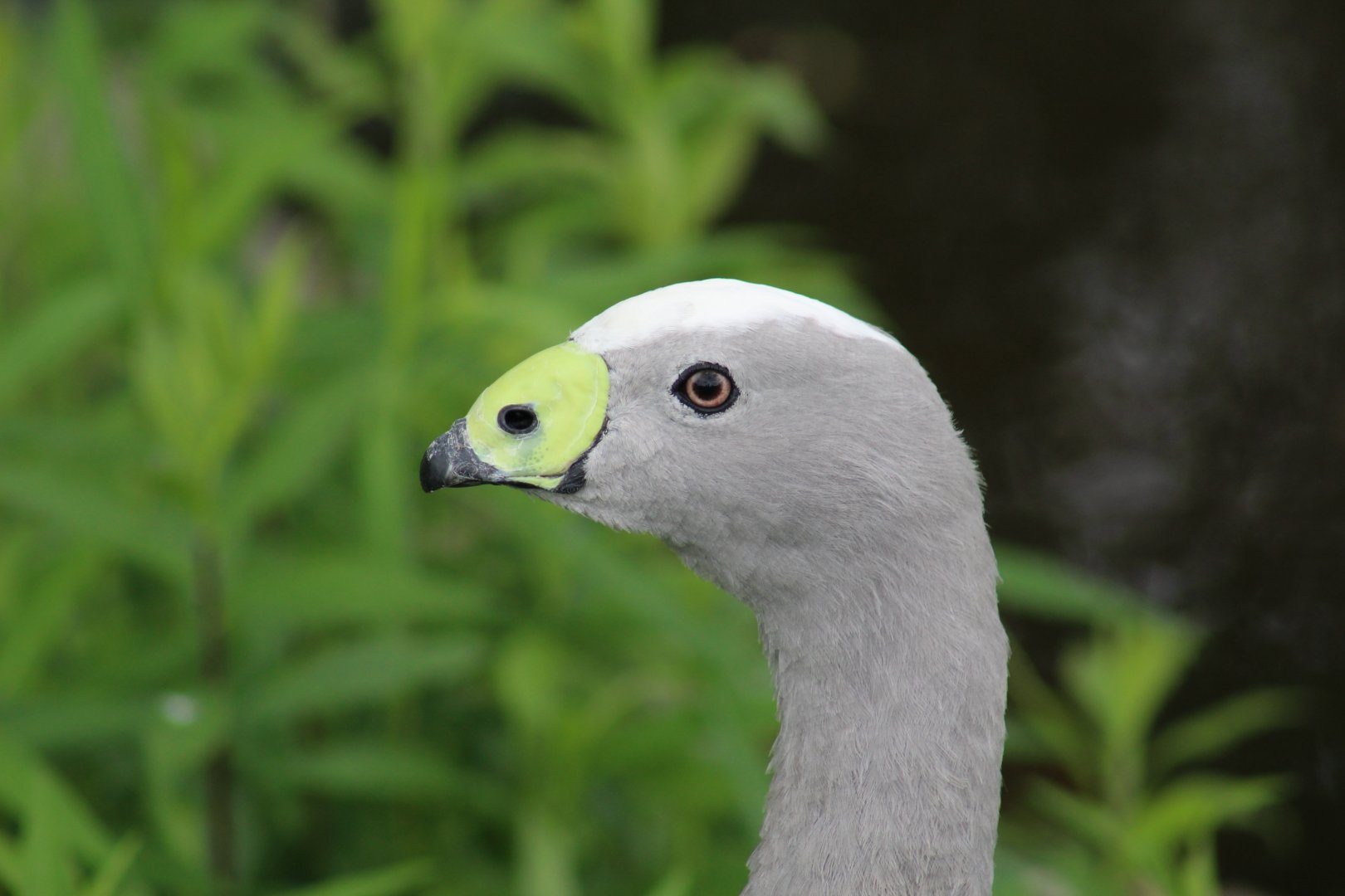 Close-Up of Cape Barren Goose