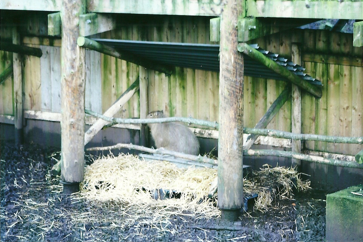 Close-up of Capybara shed 4th January 2013