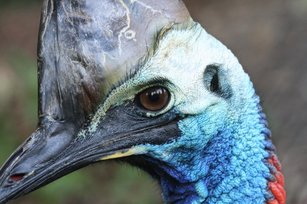 Close-up of cassowary head