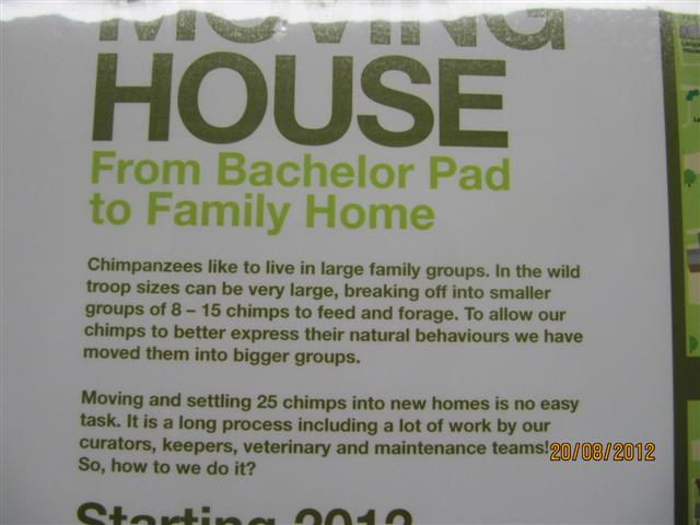 Close up of chimp poster 1