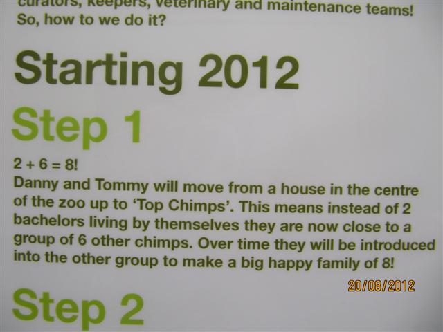 Close up of chimp poster 2