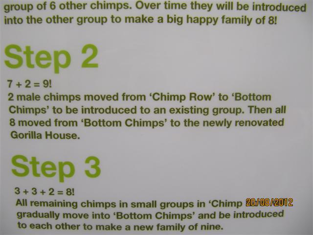 Close up of chimp poster 3