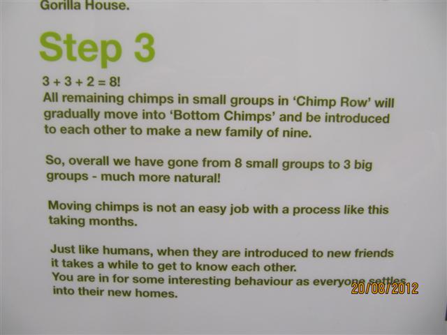 Close up of chimp poster 4
