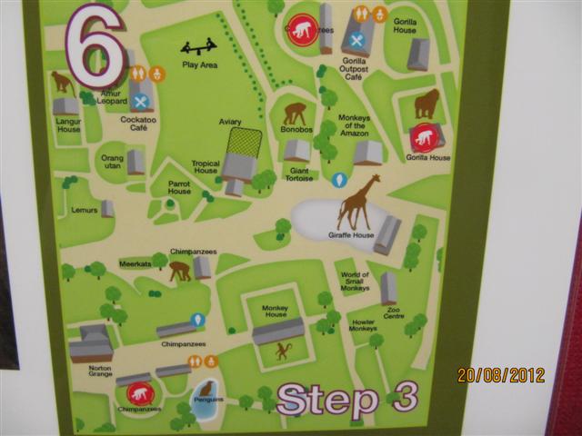 Close up of chimp poster 5