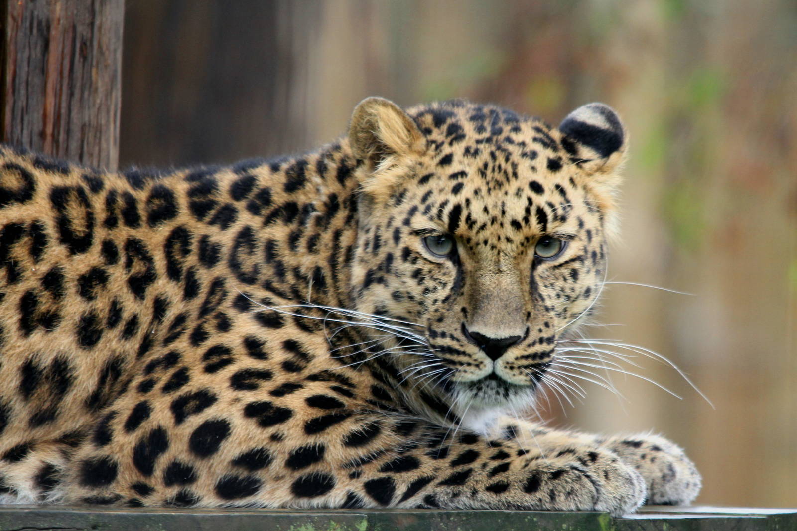 Close up of Freya,Amur Leopard 14-8-14