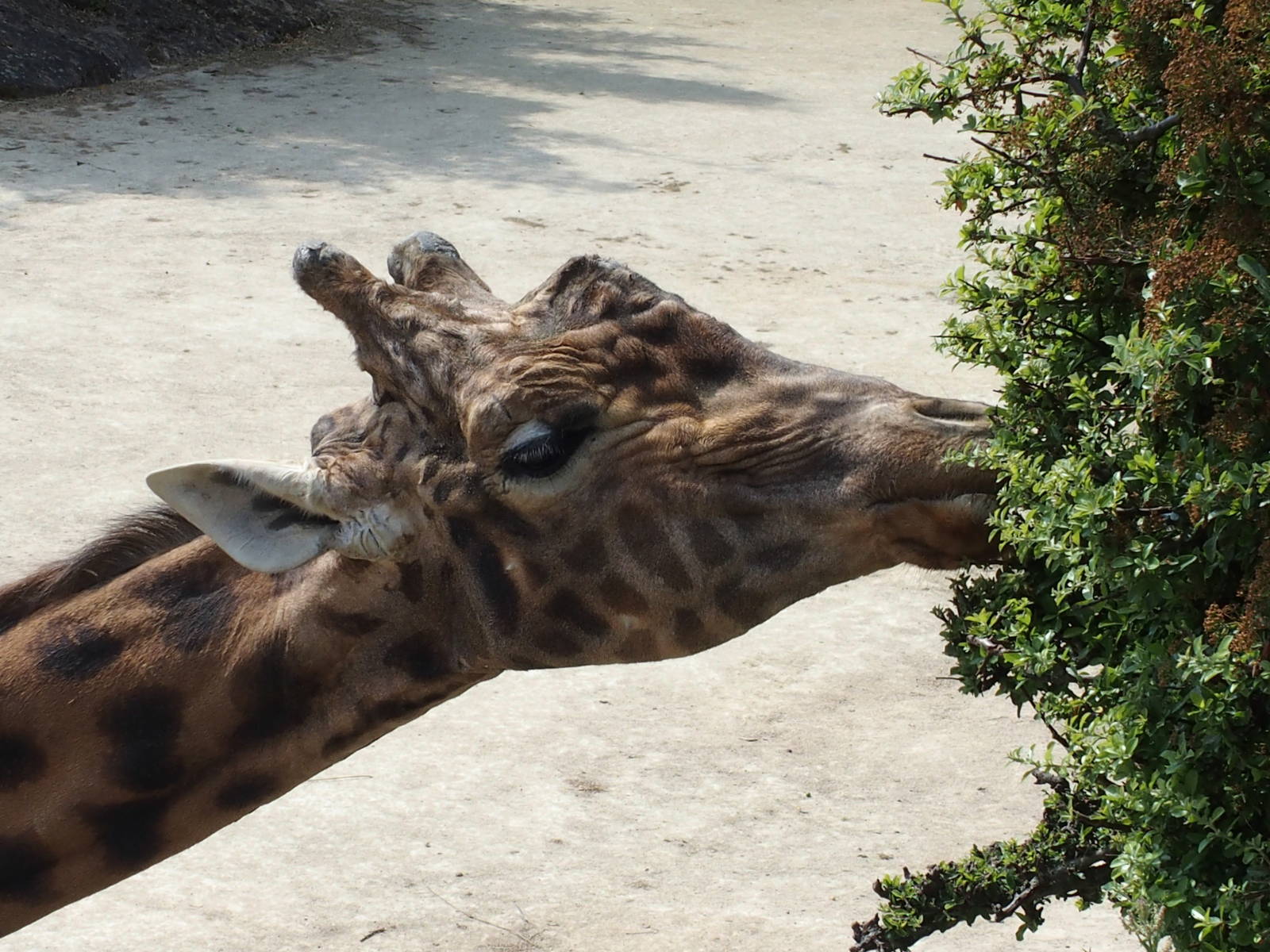close up of giraffe looking for enrichment.