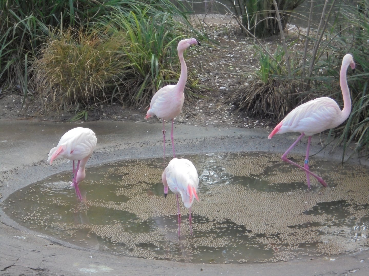 Close-up of Greater flamingoes