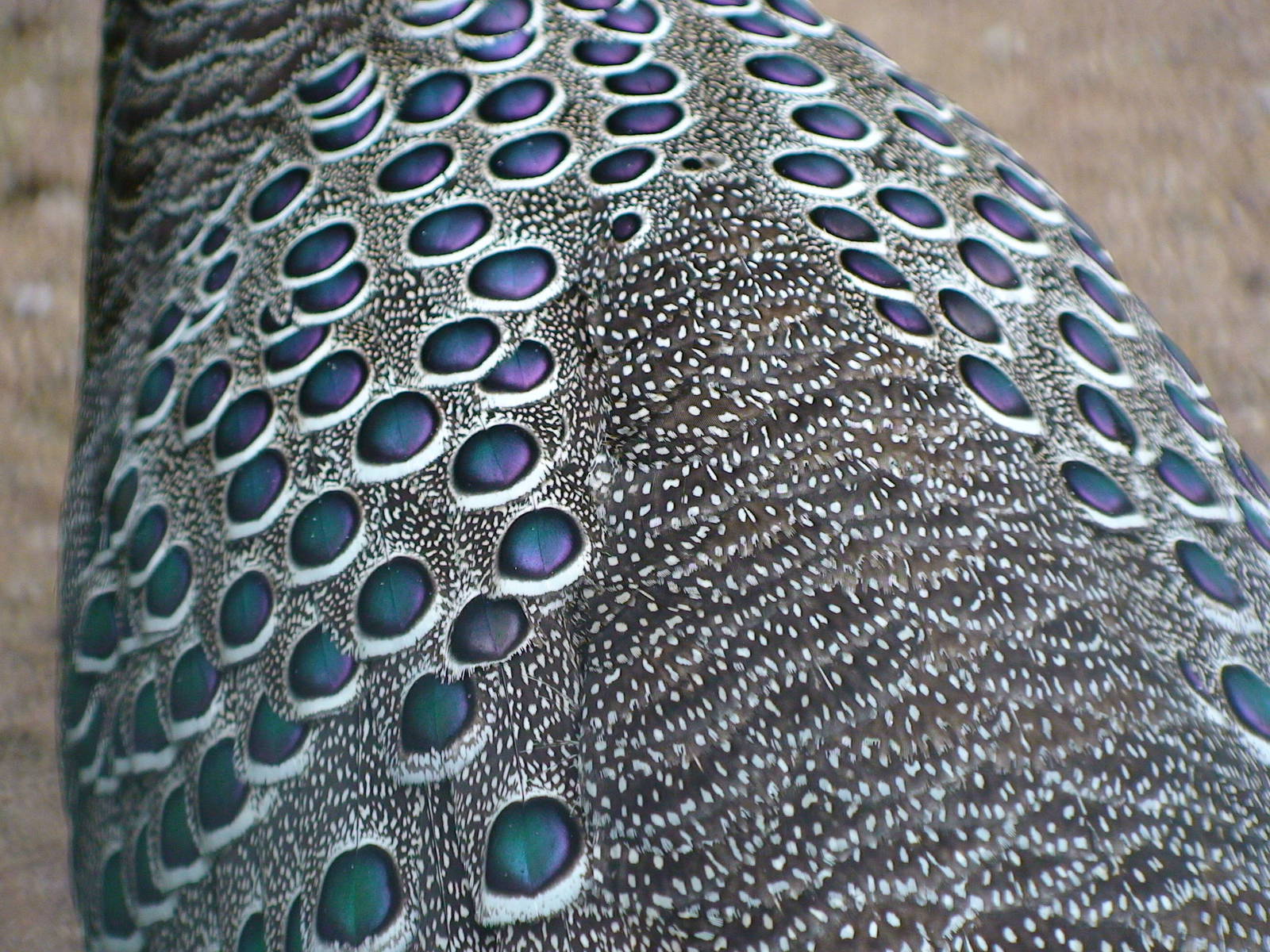 Close-up of Grey peacock pheasant ocelli