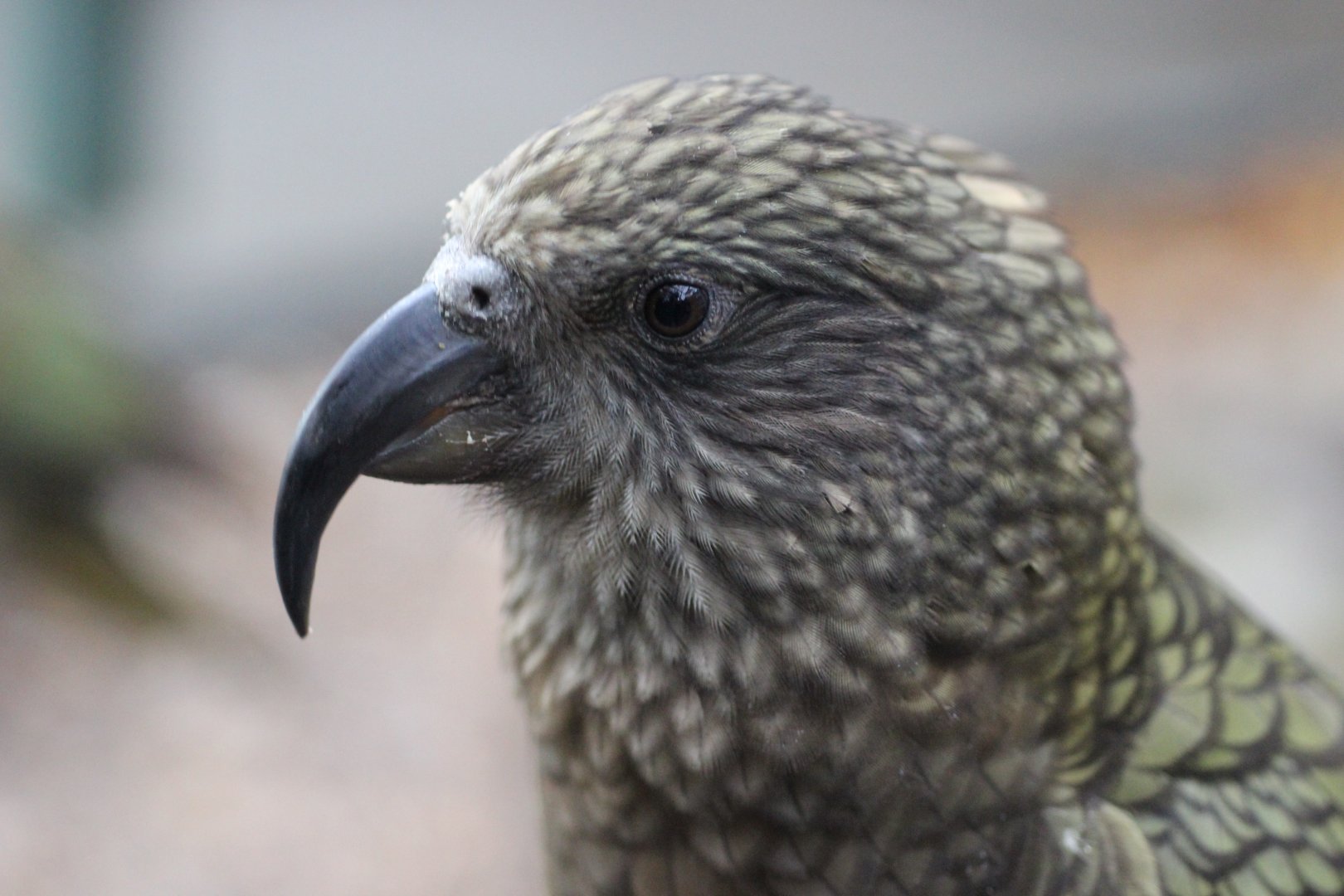 Close up of Kea