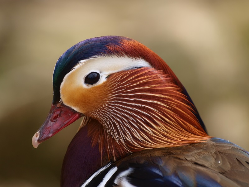 Close-up of male mandarin duck (May 2nd, 2015)