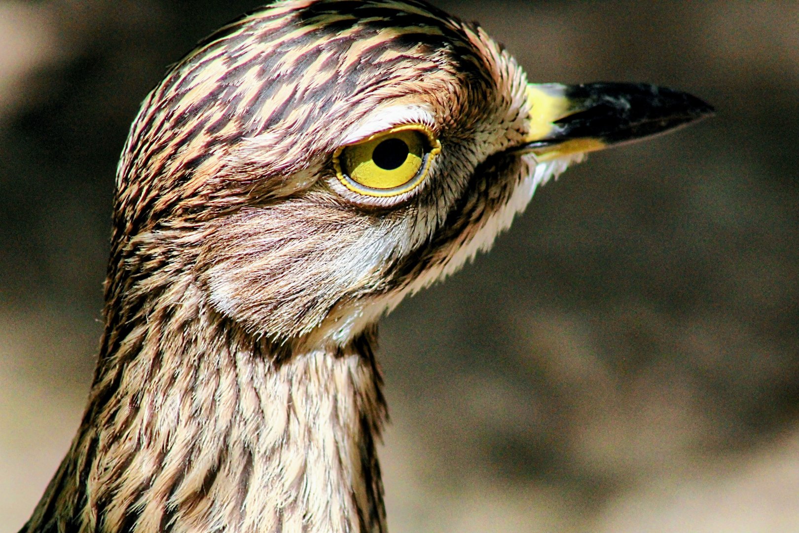 Close Up of One of the Resident Spotted Thick-knees