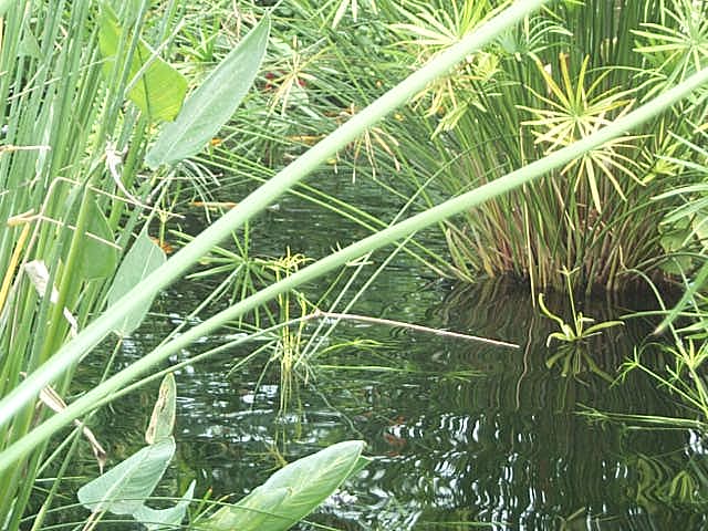 close up of pool in butterfly house 2003