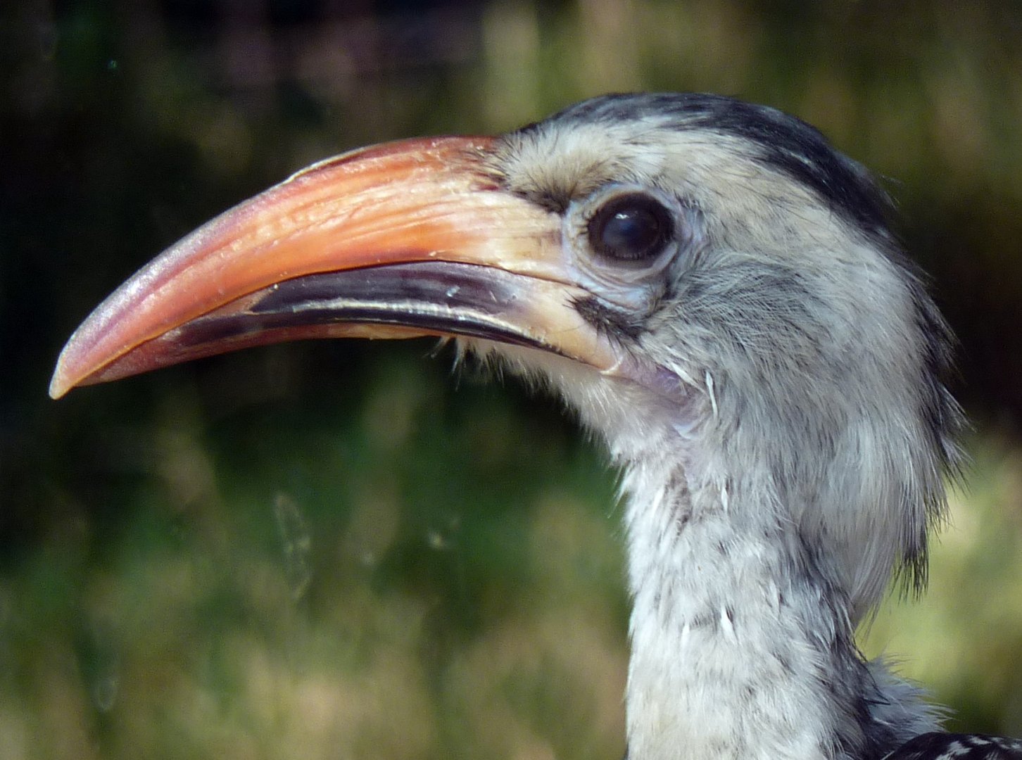 Close up of Red-billed hornbill (Tockus erythrorhynchus)