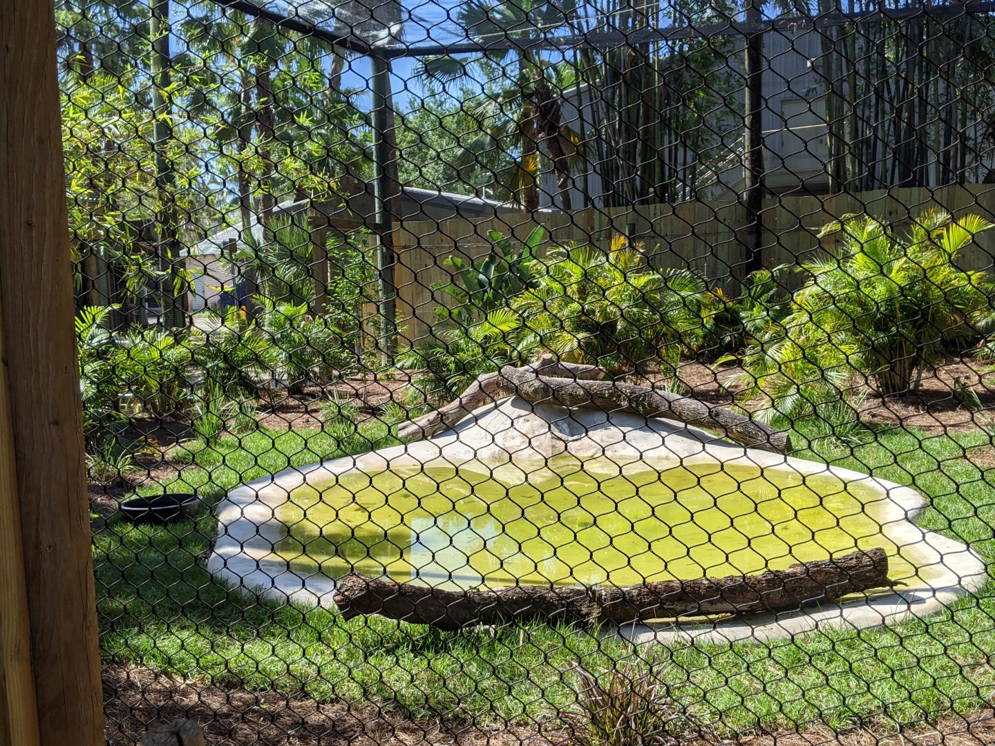 Close up of shoebill aviary.
