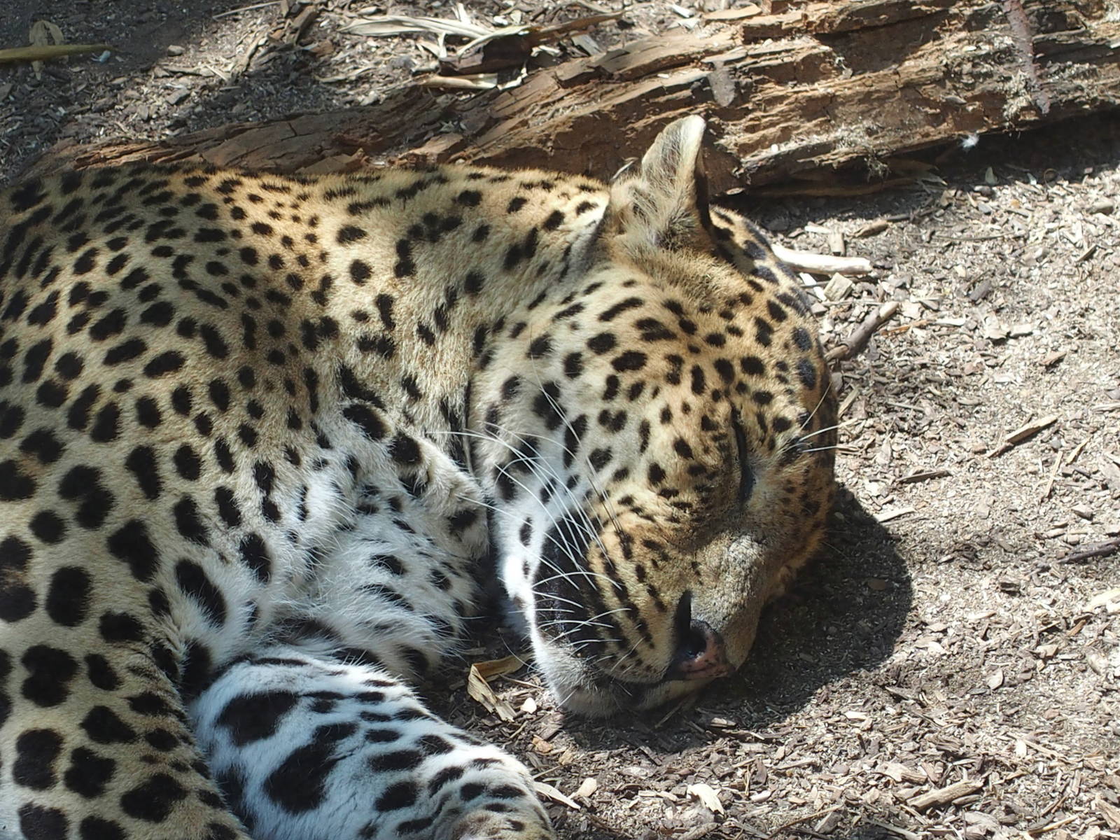 close up of Sri lanken leopard