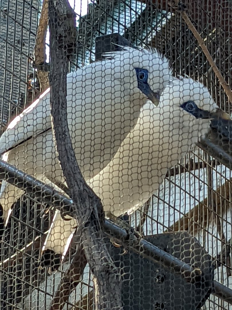 Close Up of the Bali Myna Pair
