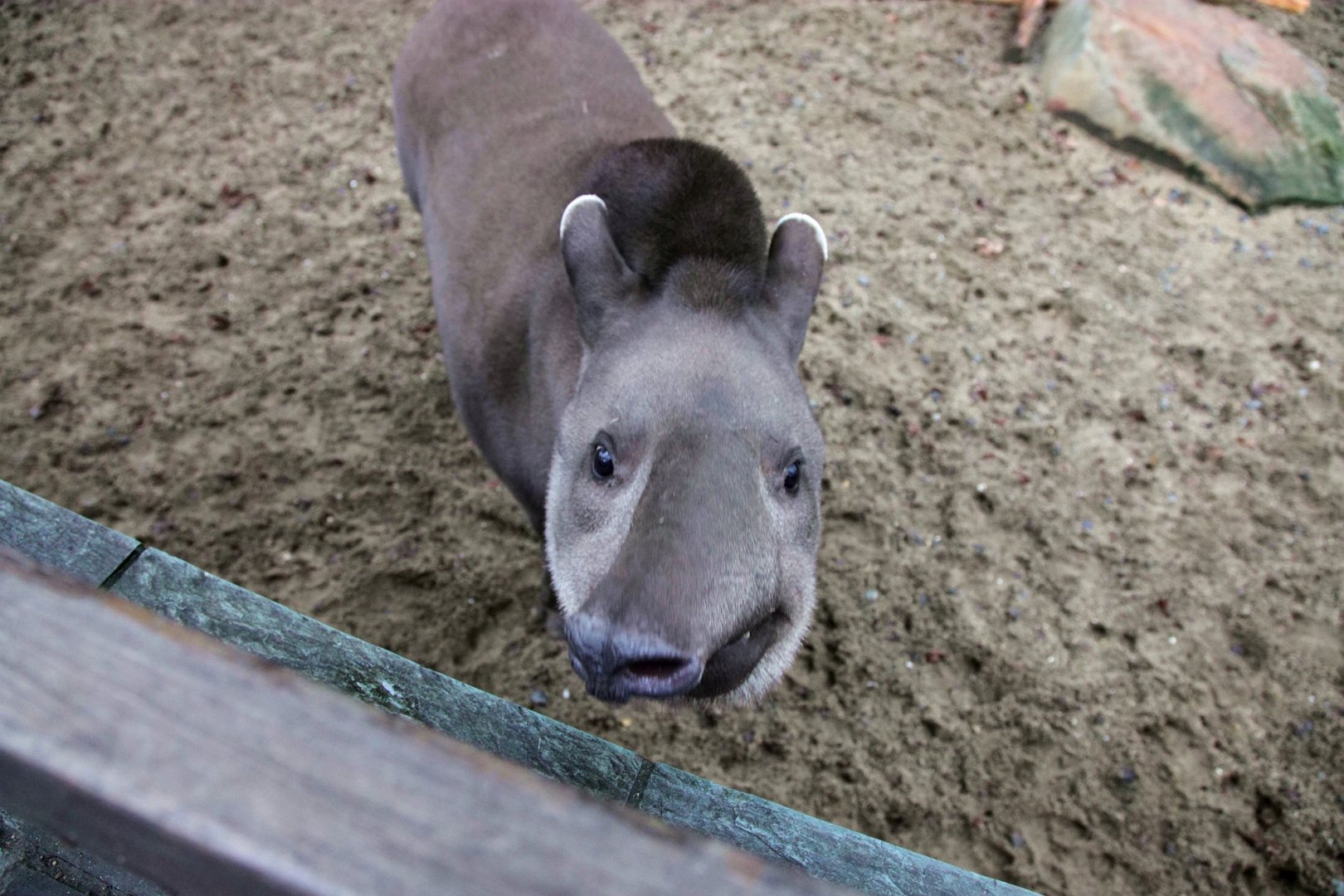 Close-up of the curious South American tapir