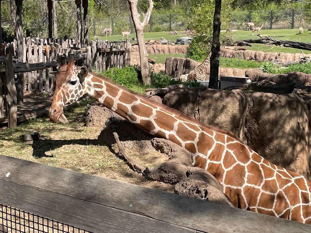 Close-up of the giraffe
