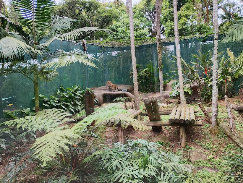 Close up of the jaguar habitat