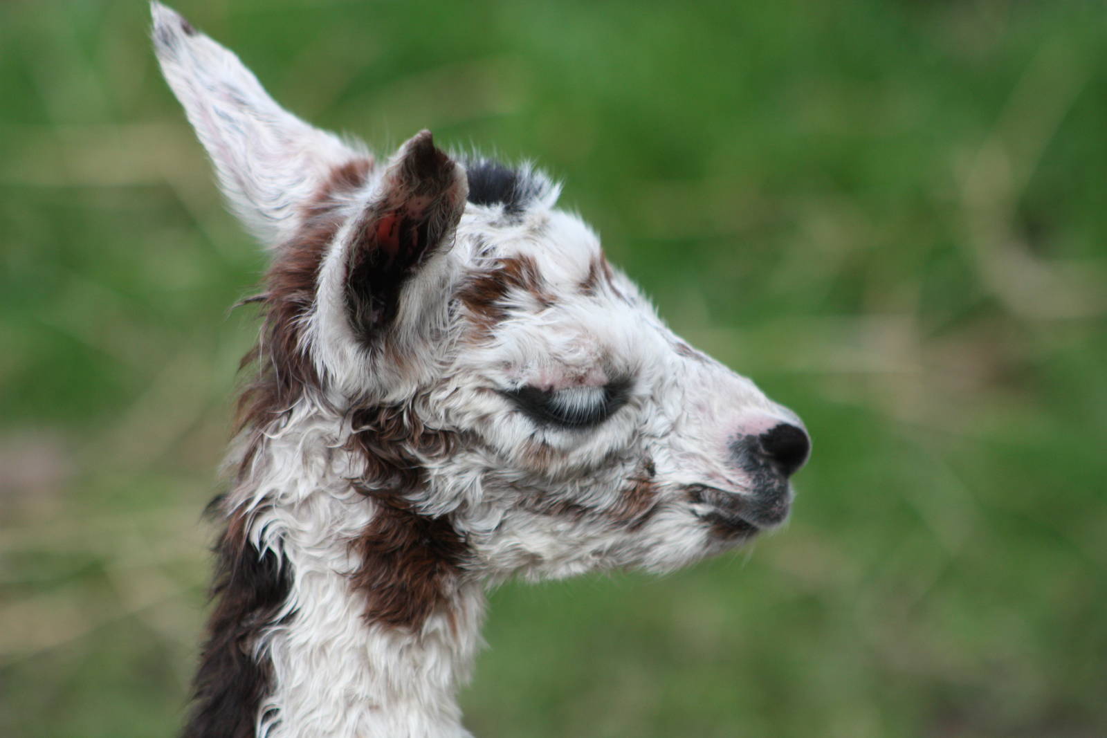 Close-up of the new born, 24th August 2014