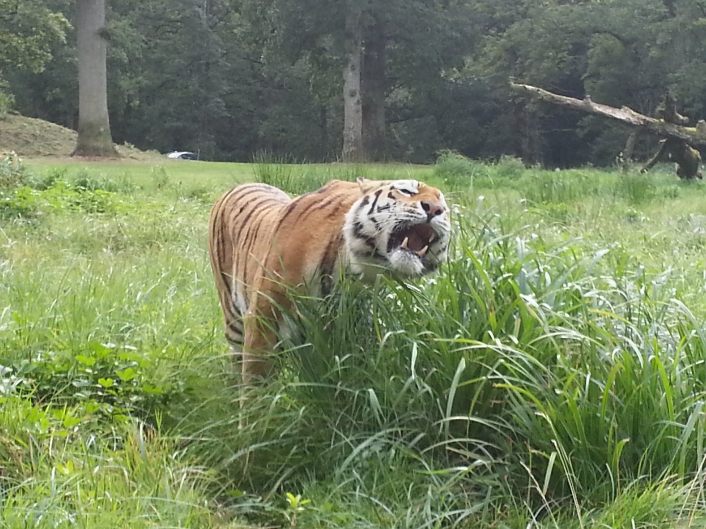 Close up of the tigers 1