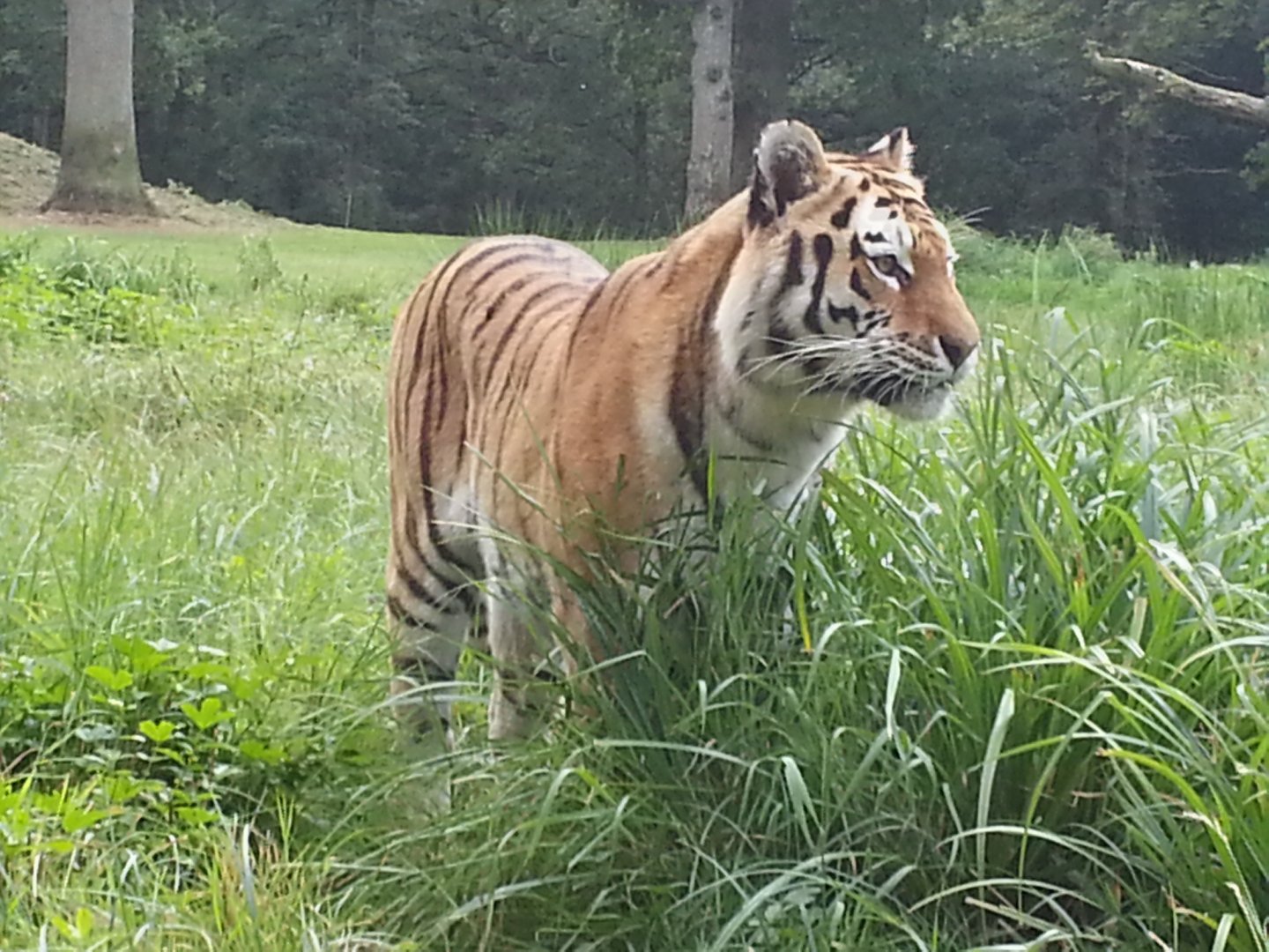 Close up of the tigers 2