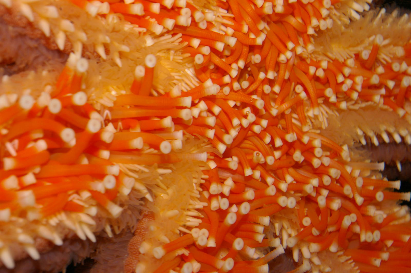 close-up of underside of seven-armed starfish