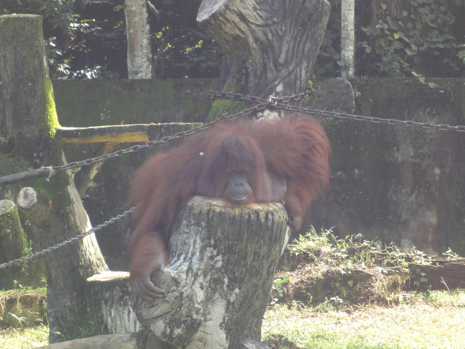 Close Up Orangutan Shot