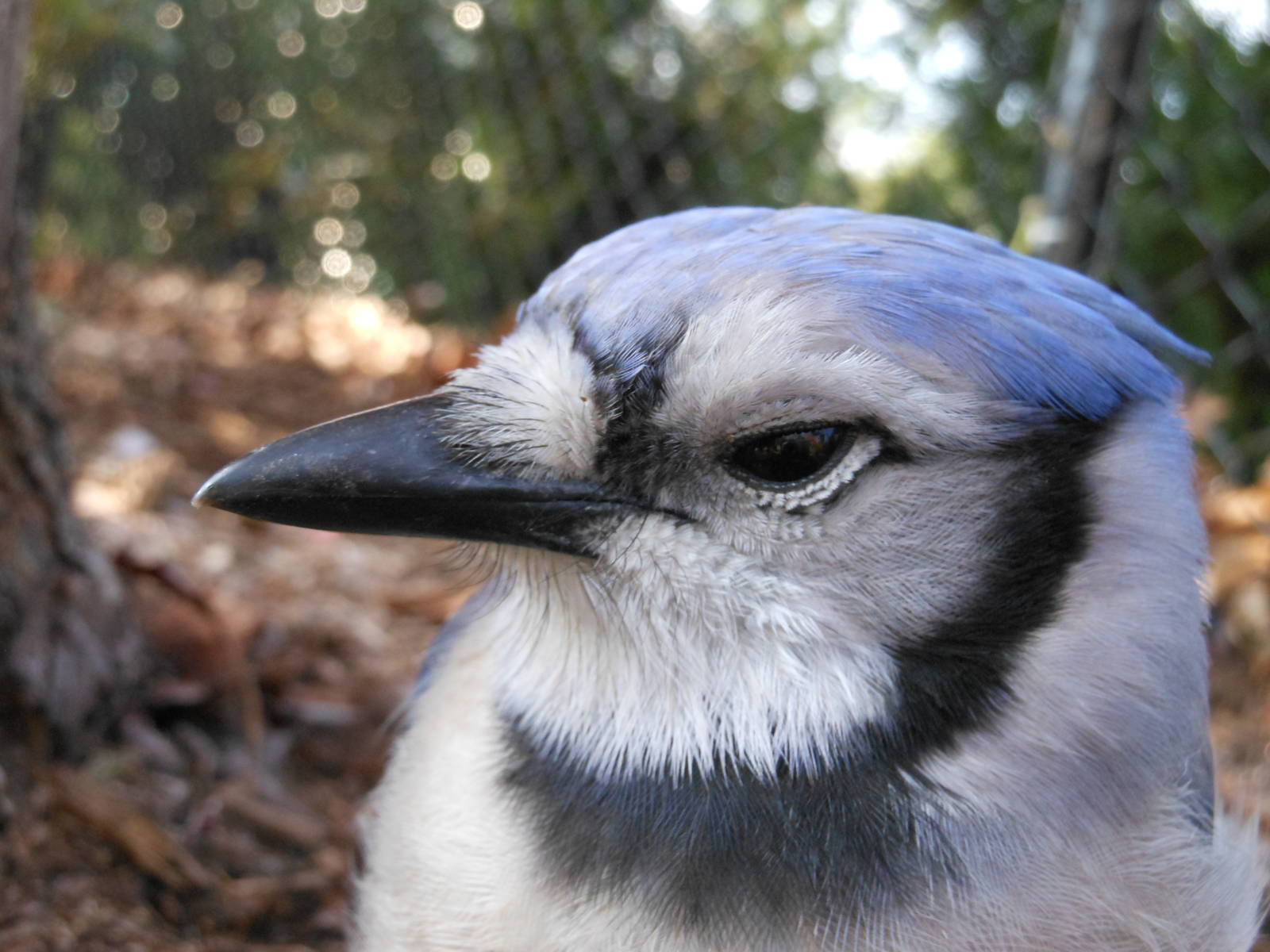 Close-up Profile of a Blue Jay