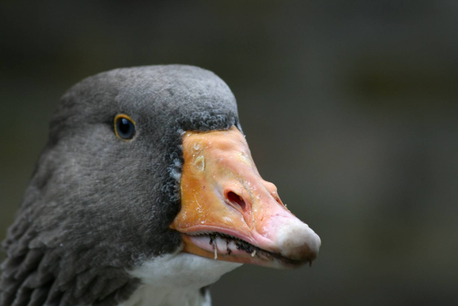 Close-up Skånegås (Skåne goose) - Skansen