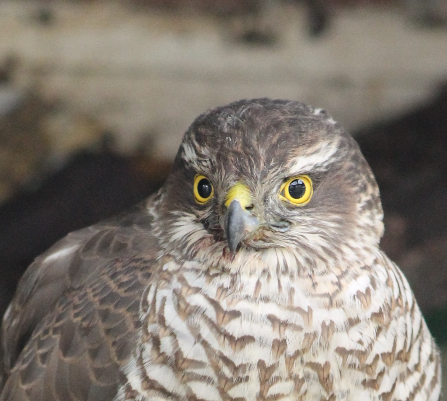 close-up sparrow hawk