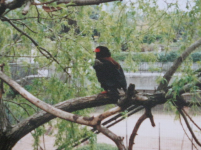 Close up view Bateleur in Snowdon 1995.