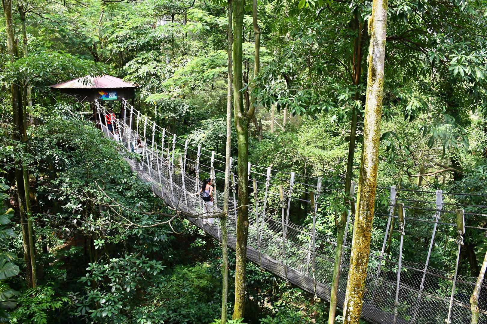 [CLOSED] African Treetops