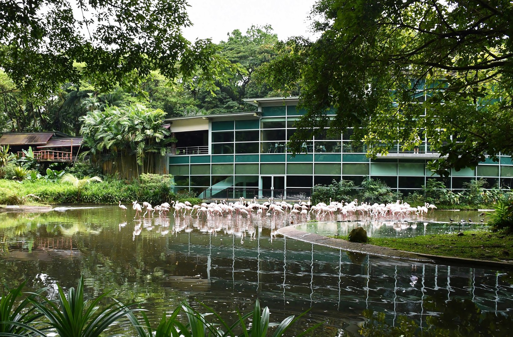 [CLOSED] Flamingo Lake