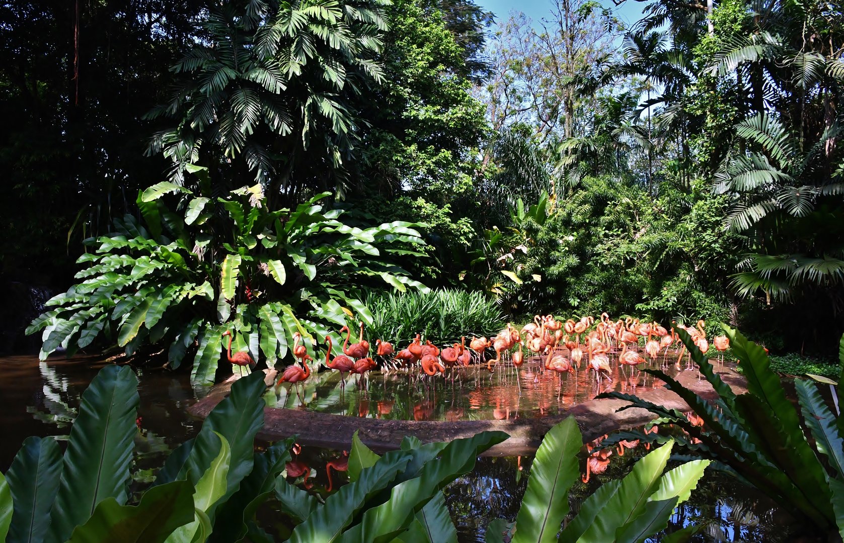 [CLOSED] Flamingo Pool