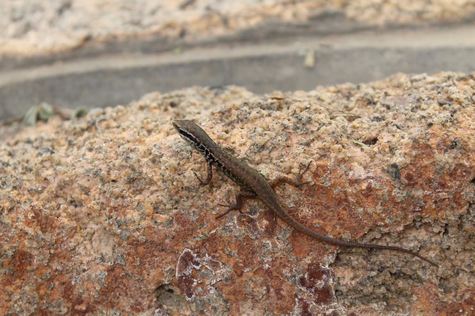 Closed-litter Rainbow-skink (Carlia longipes)