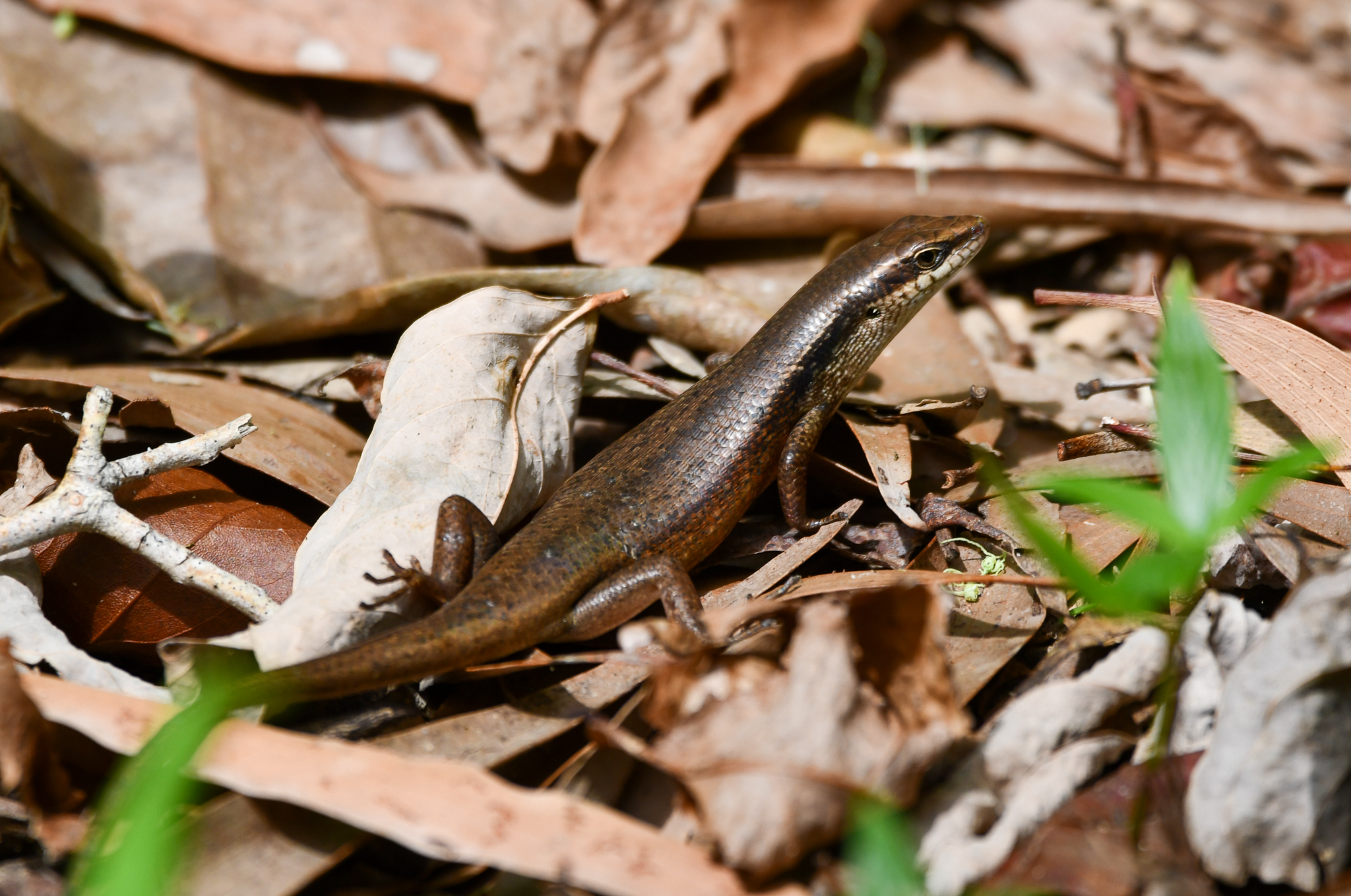 Closed-litter Rainbow Skink