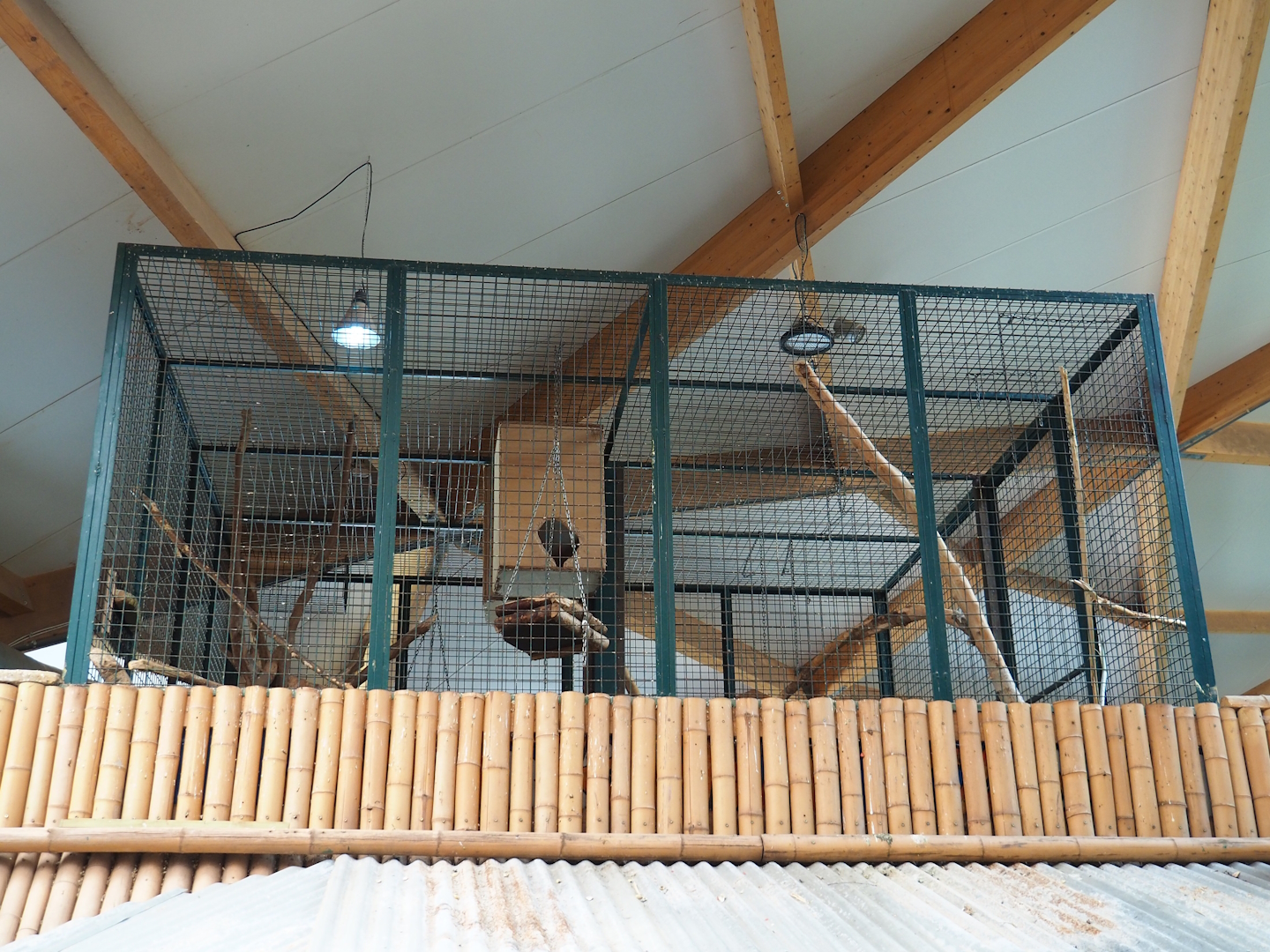 Closed-off parrot aviary above woylie and possum exhibit, 2023-05-19