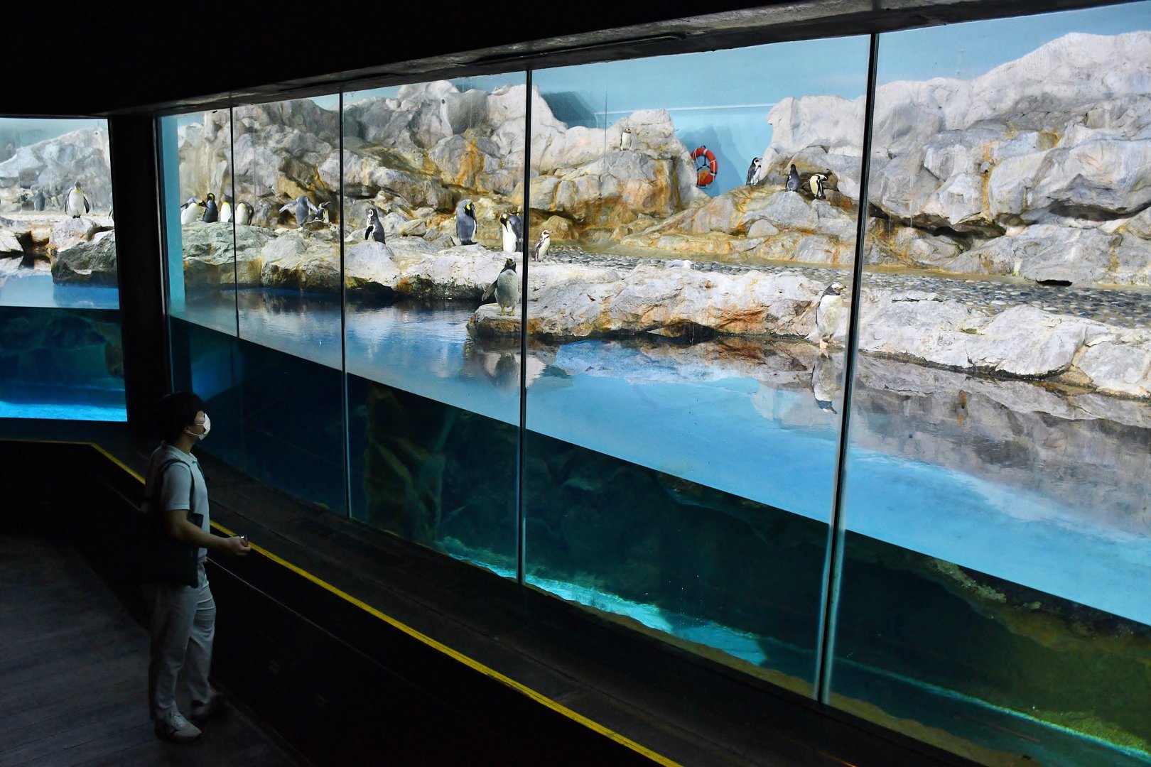 [CLOSED] Penguin Coast