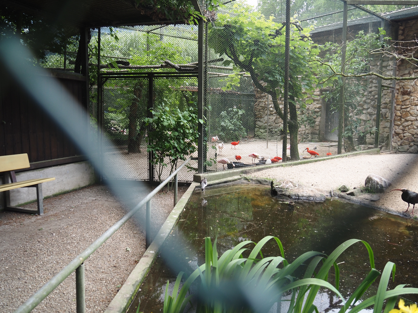 Closed walk-into area next to the waldrapp and stilt aviary, and separation aviary for Walk-through wetland aviary, 2025-05-22