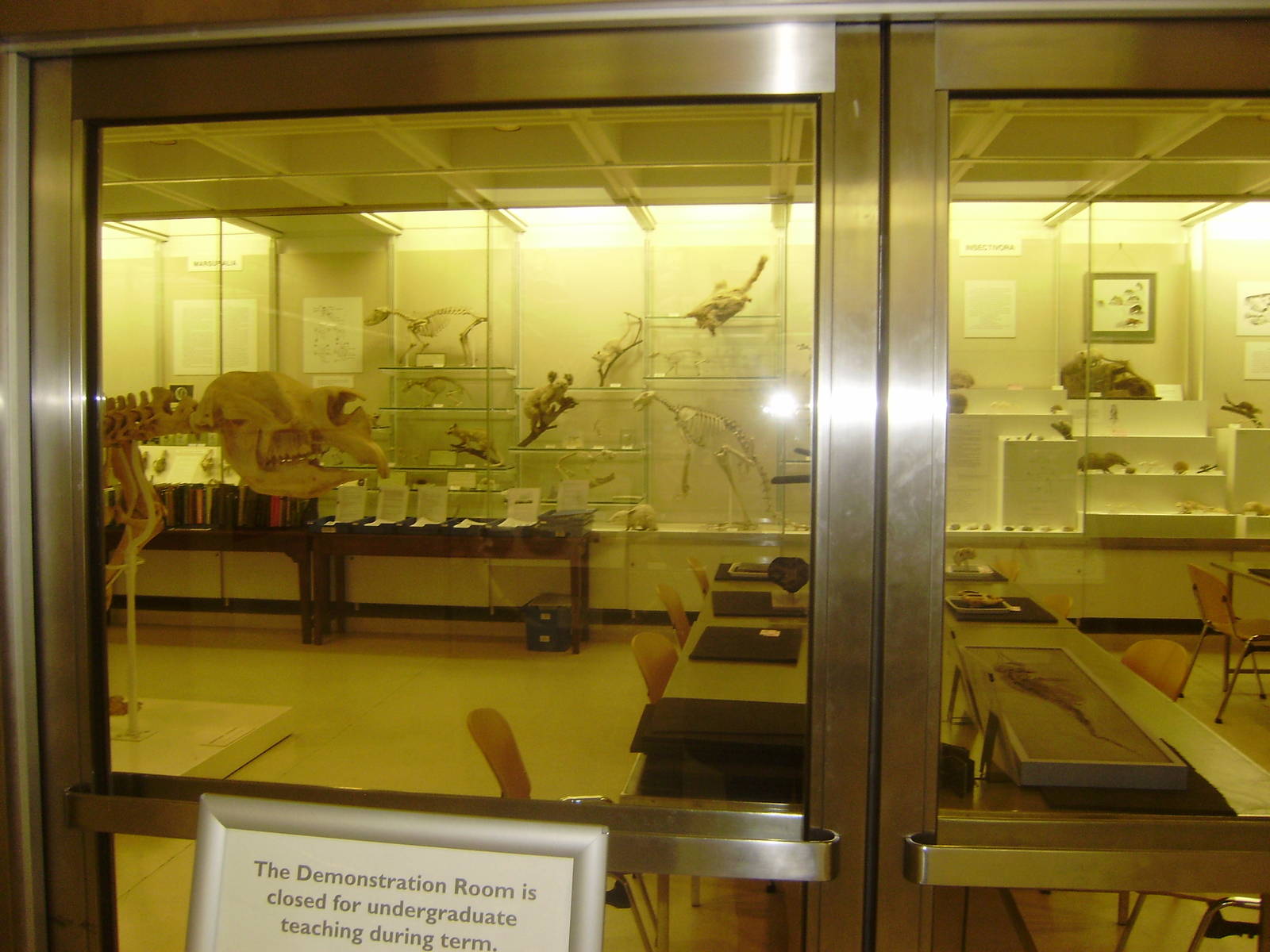 Closed wing at Cambridge Natural History Museum