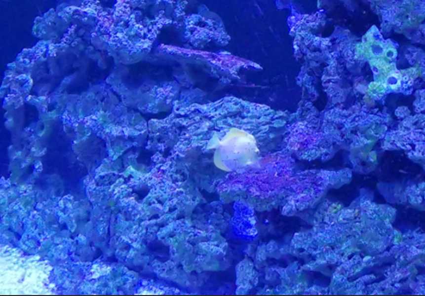 Closer image to the unknown fish taken at the Zoo Granby in 2024