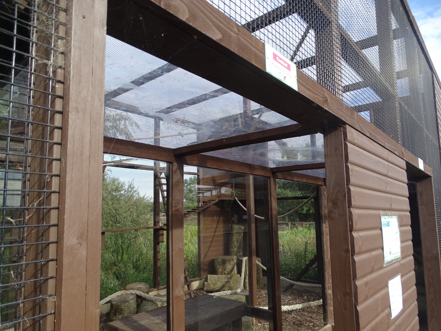 Closer look at Ring-tailed Coati exhibit, 3rd September 2024