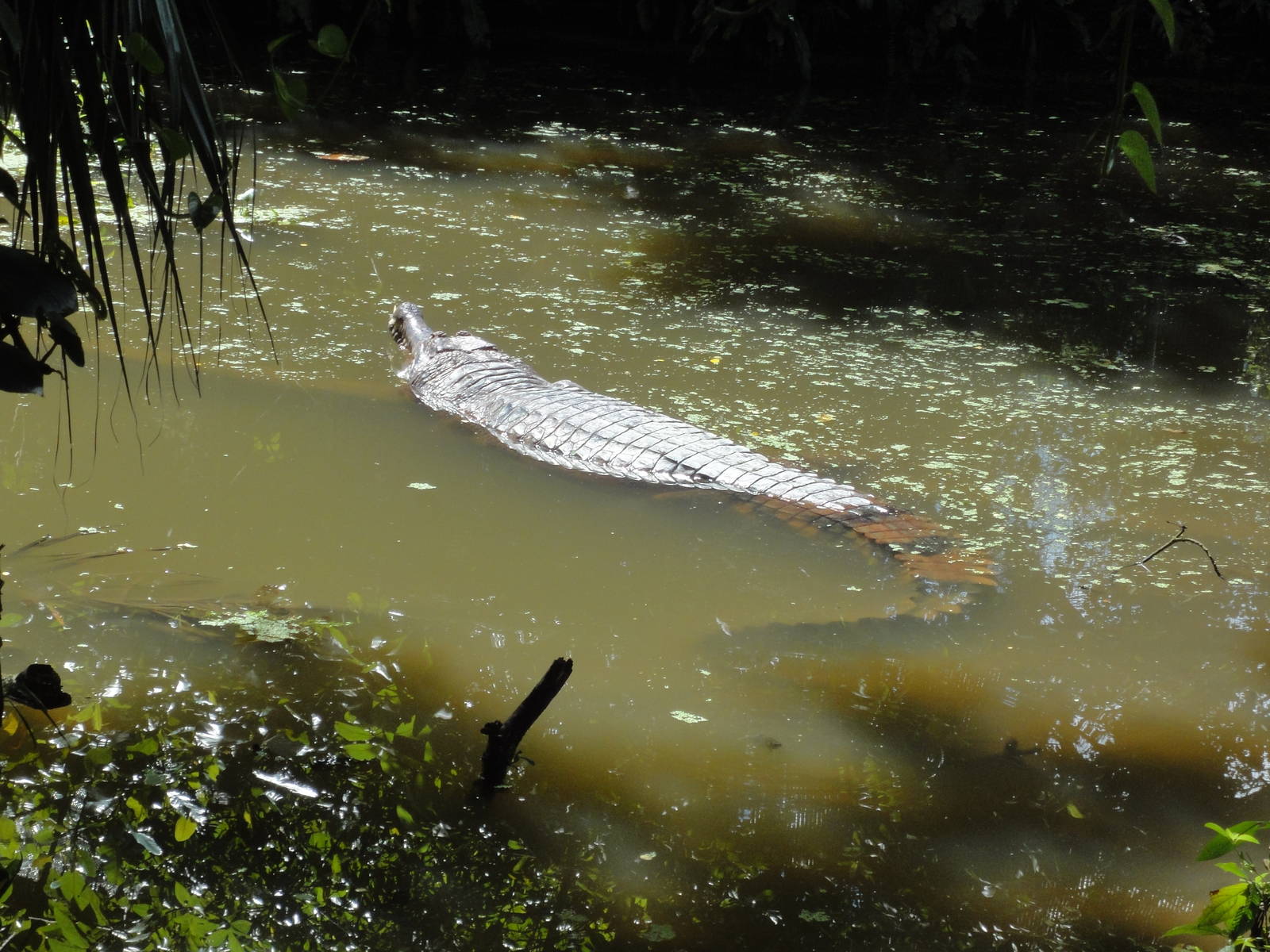 Closer Shot Of False Gharial